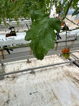 팜모닝 토마토·병해충상담 게시글 이미지