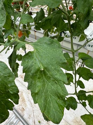 강수창님의 토마토 · 병해충상담 작성글 사진