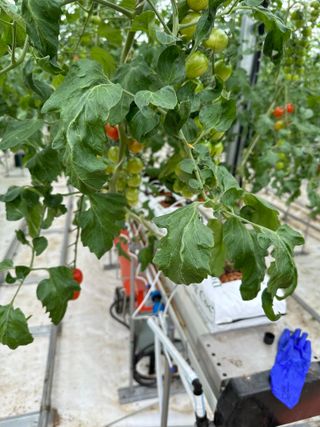 강수창님의 토마토 · 병해충상담 작성글 사진