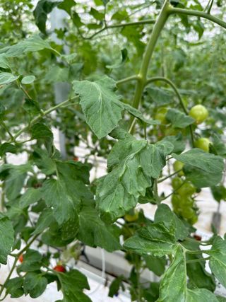 강수창님의 토마토 · 병해충상담 작성글 사진