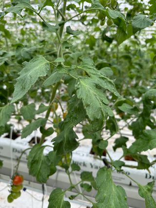 강수창님의 토마토 · 병해충상담 작성글 사진