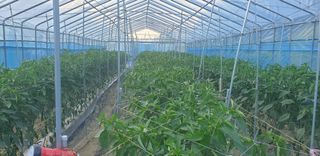 밤가시 여주농장님의 자유주제 · 자유게시판 작성글 사진