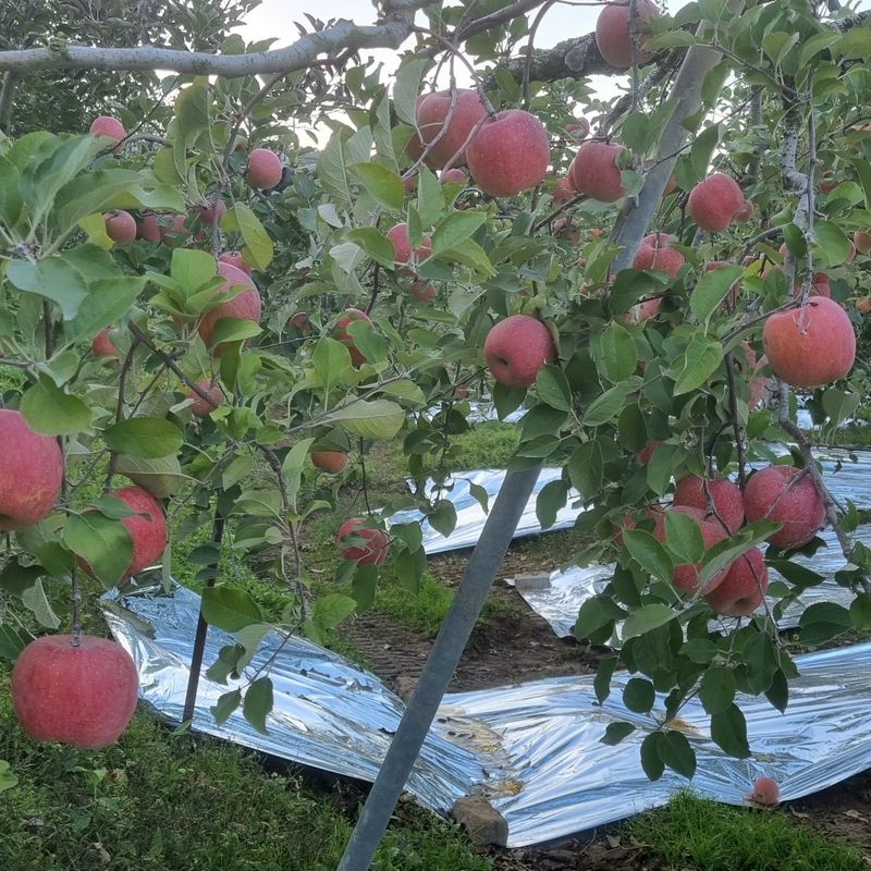 장터 상품 [사과즙 판매( 완판 입니다  성원 감사합니다)] 썸네일