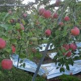 팜모닝 · 게시글 이미지