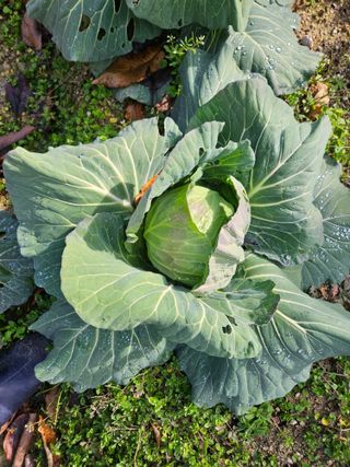 김용석님의 양배추 · 자유게시판 작성글 사진