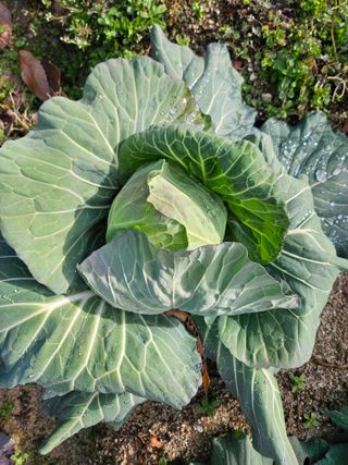 김용석님의 양배추 · 자유게시판 작성글 사진