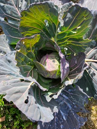 김용석님의 양배추 · 자유게시판 작성글 사진