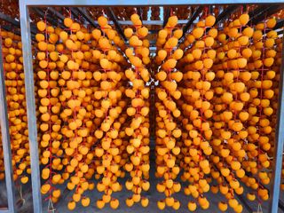 곶감님의 감 · 자유게시판 작성글 사진