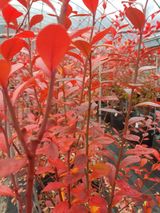 팜모닝 블루베리·자유게시판 게시글 이미지