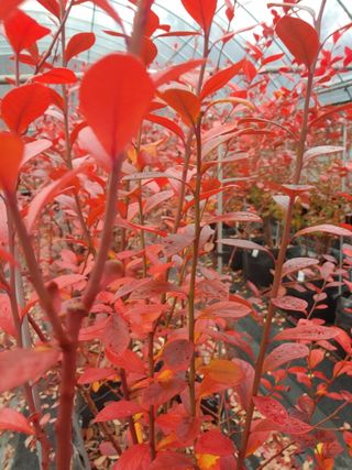 도경회님의 블루베리 · 자유게시판 작성글 사진