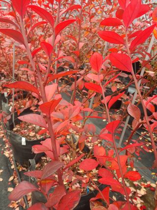 도경회님의 블루베리 · 자유게시판 작성글 사진