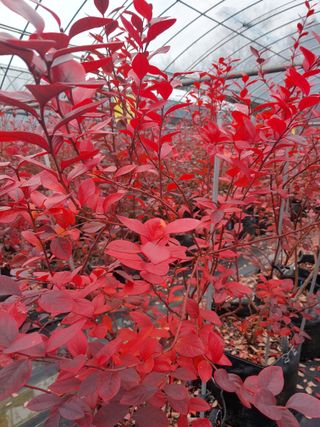 도경회님의 블루베리 · 자유게시판 작성글 사진