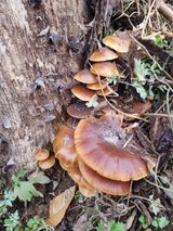 팜모닝 버섯·품종•종자 게시글 이미지