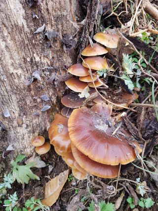 Momo51님의 버섯 · 품종•종자 작성글 사진