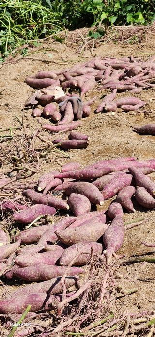 접시꽃님의 기타작물 · 자유게시판 작성글 사진