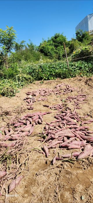 접시꽃님의 기타작물 · 자유게시판 작성글 사진