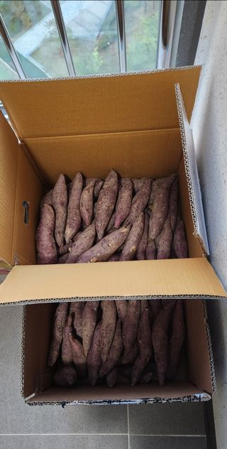 접시꽃님의 기타작물 · 자유게시판 작성글 사진