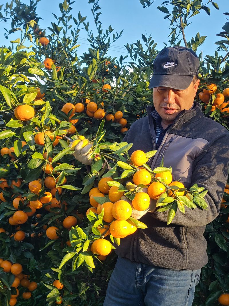 장터 상품 [맛있는 감귤팔아요 완판마감 성원에 감사합니다.] 썸네일