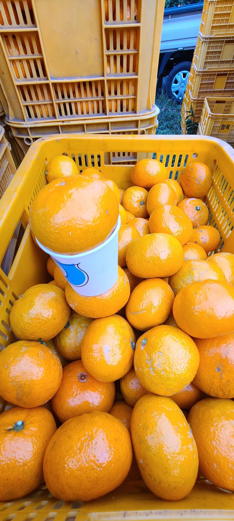 김민성님의 장터 판매 상품 [맛있는 감귤팔아요 완판마감 성원에 감사합니다.] 첨부 사진