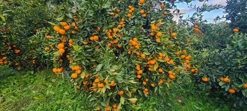 김민성님의 장터 판매 상품 [맛있는 감귤팔아요 완판마감 성원에 감사합니다.] 첨부 사진