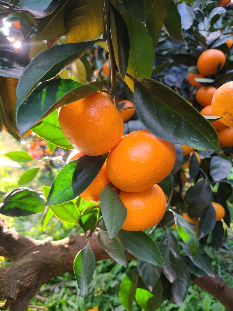 김민성님의 장터 판매 상품 [맛있는 감귤팔아요 완판마감 성원에 감사합니다.] 첨부 사진