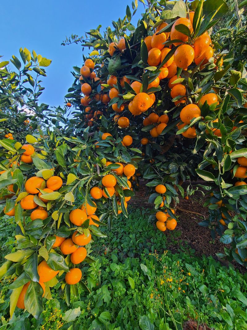 김민성님의 장터 판매 상품 [맛있는 감귤팔아요 완판마감 성원에 감사합니다.] 첨부 사진