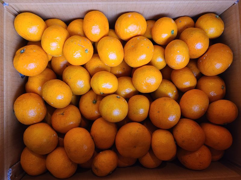 김민성님의 장터 판매 상품 [맛있는 감귤팔아요 완판마감 성원에 감사합니다.] 첨부 사진