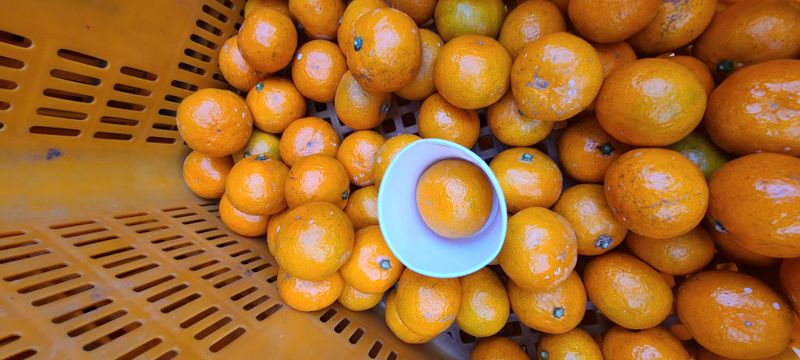 김민성님의 장터 판매 상품 [맛있는 감귤팔아요 완판마감 성원에 감사합니다.] 첨부 사진