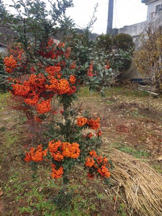 참깨8107님의 농사, 무엇이든 물어보세요! · 참여글 작성글 사진