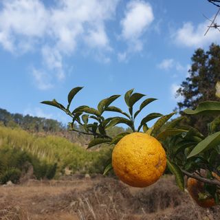 황칠이님의 자유주제 · 자유게시판 작성글 사진