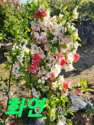 김옥균 님의 자유주제 · 사진전 작성글 사진