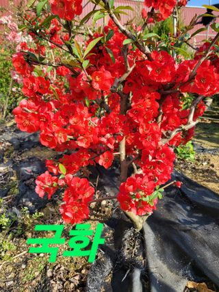 김옥균 님의 자유주제 · 사진전 작성글 사진