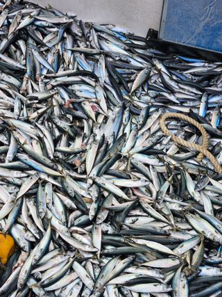 노가네수산님의 우리동네 · 동네수다 작성글 사진