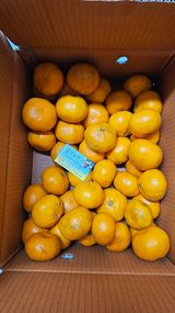 팜모닝 귤·일상 게시글 이미지