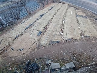 이연화님의 마늘 · 일상 작성글 사진