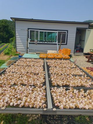 징금다리님의 선도농가에 선정된 소감은? · 참여글 작성글 사진