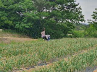 징금다리님의 선도농가에 선정된 소감은? · 참여글 작성글 사진