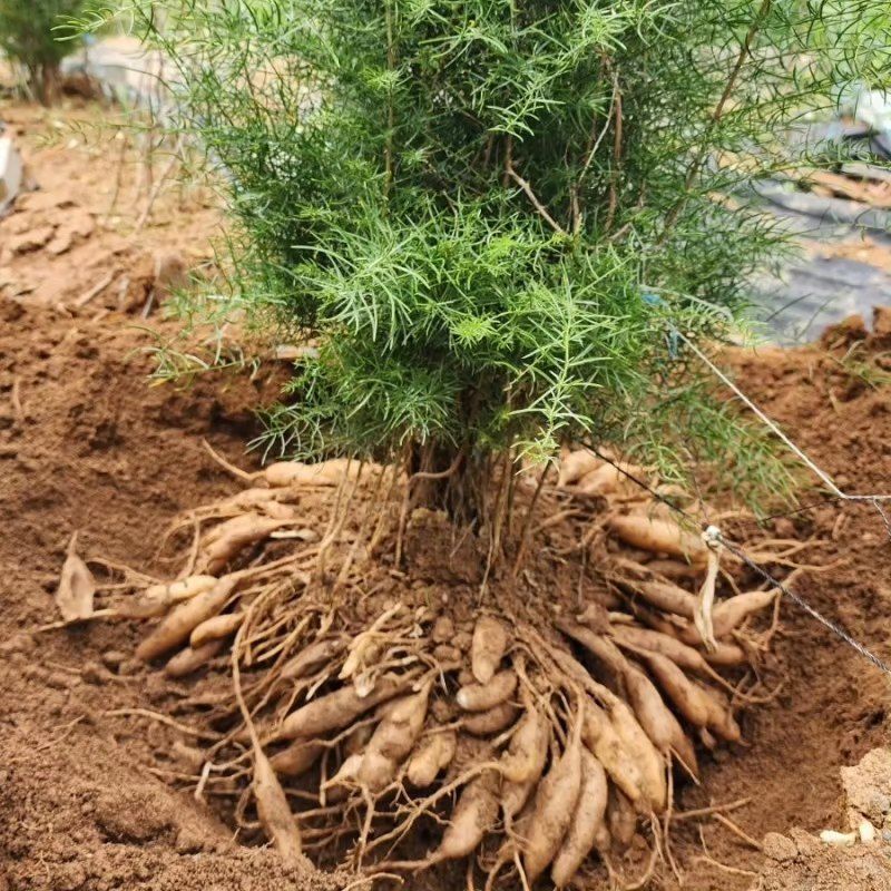 이창신님의 장터 판매 상품 [천문동즙] 첨부 사진