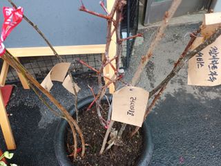 실로암농원님의 최근 내가 구매한 것은? · 참여글 작성글 사진