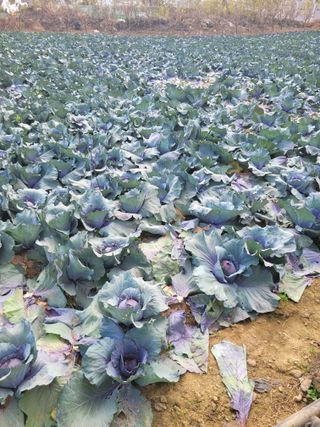 주)미산 조전무님의 농자재정보·자유게시판 작성글 사진