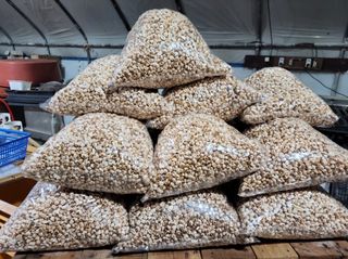 정권옥님의 옥수수 · 자유게시판 작성글 사진