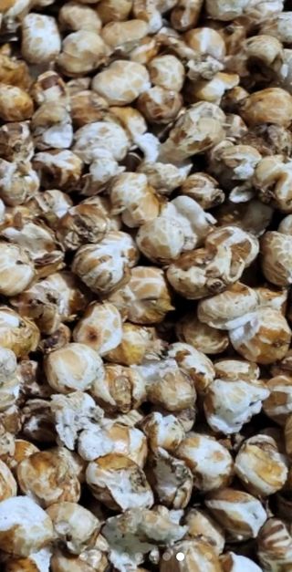 정권옥님의 옥수수 · 자유게시판 작성글 사진