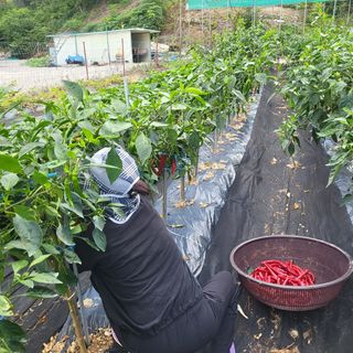 고추18330님의 고추 · 수확 작성글 사진