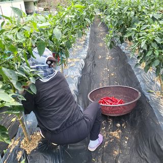 고추18330님의 고추 · 수확 작성글 사진