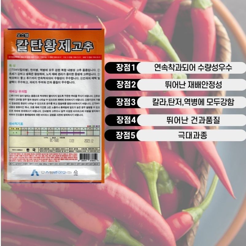 대산농사대장님의 장터 판매 상품 [칼탄황제 1200립 고추씨앗 ] 첨부 사진