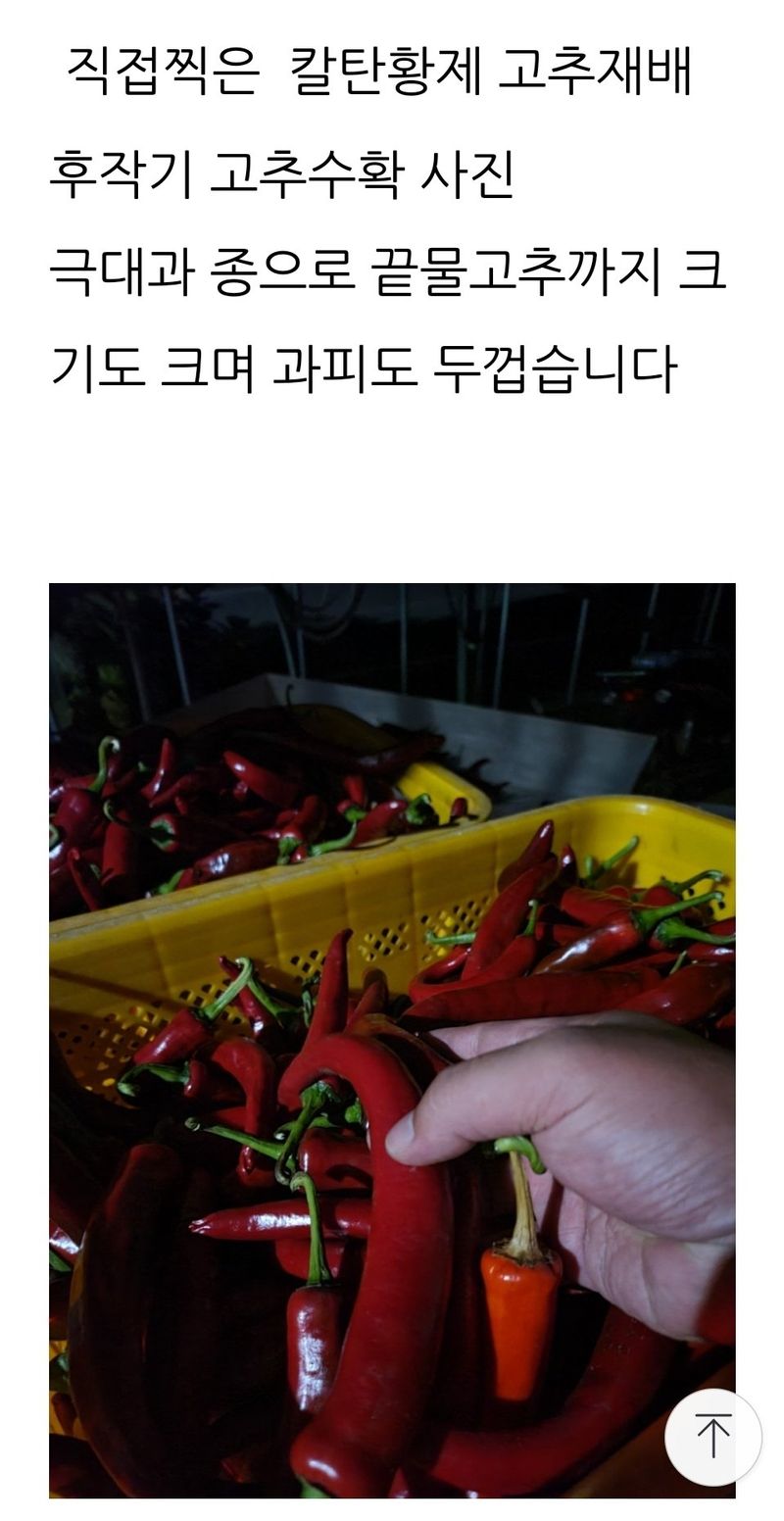 대산농사대장님의 장터 판매 상품 [칼탄황제 1200립 고추씨앗 ] 첨부 사진