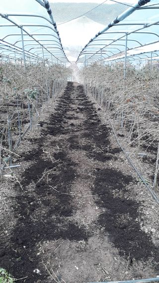 청양농군김한귀님의 기타작물 · 자유게시판 작성글 사진