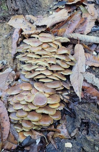 농사꾼 단비님의 자유주제 · 자유게시판 작성글 사진