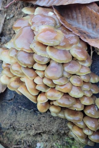 농사꾼 단비님의 자유주제 · 자유게시판 작성글 사진