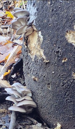 농사꾼 단비님의 자유주제 · 자유게시판 작성글 사진